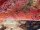 Designer Teppich 246 x 170 cm